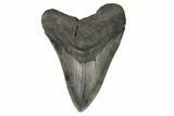 Fossil Megalodon Tooth - South Carolina #168032-1